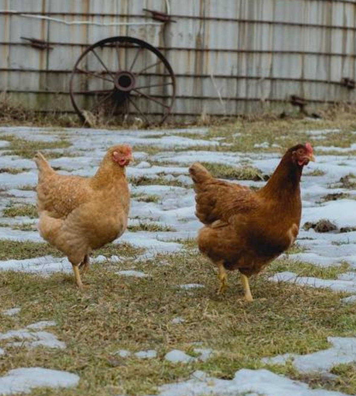 Whole Chicken from Succurro Farm East Meredith, NY