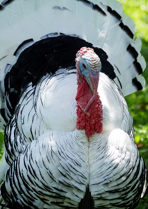 Fresh Pastured Turkeys from Tenfold Farm, Delhi NY
